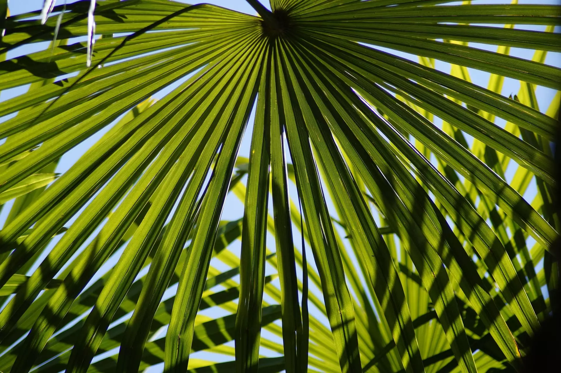 Chinesische Hanfpalme