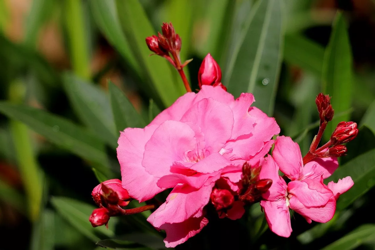 Oleander giftig