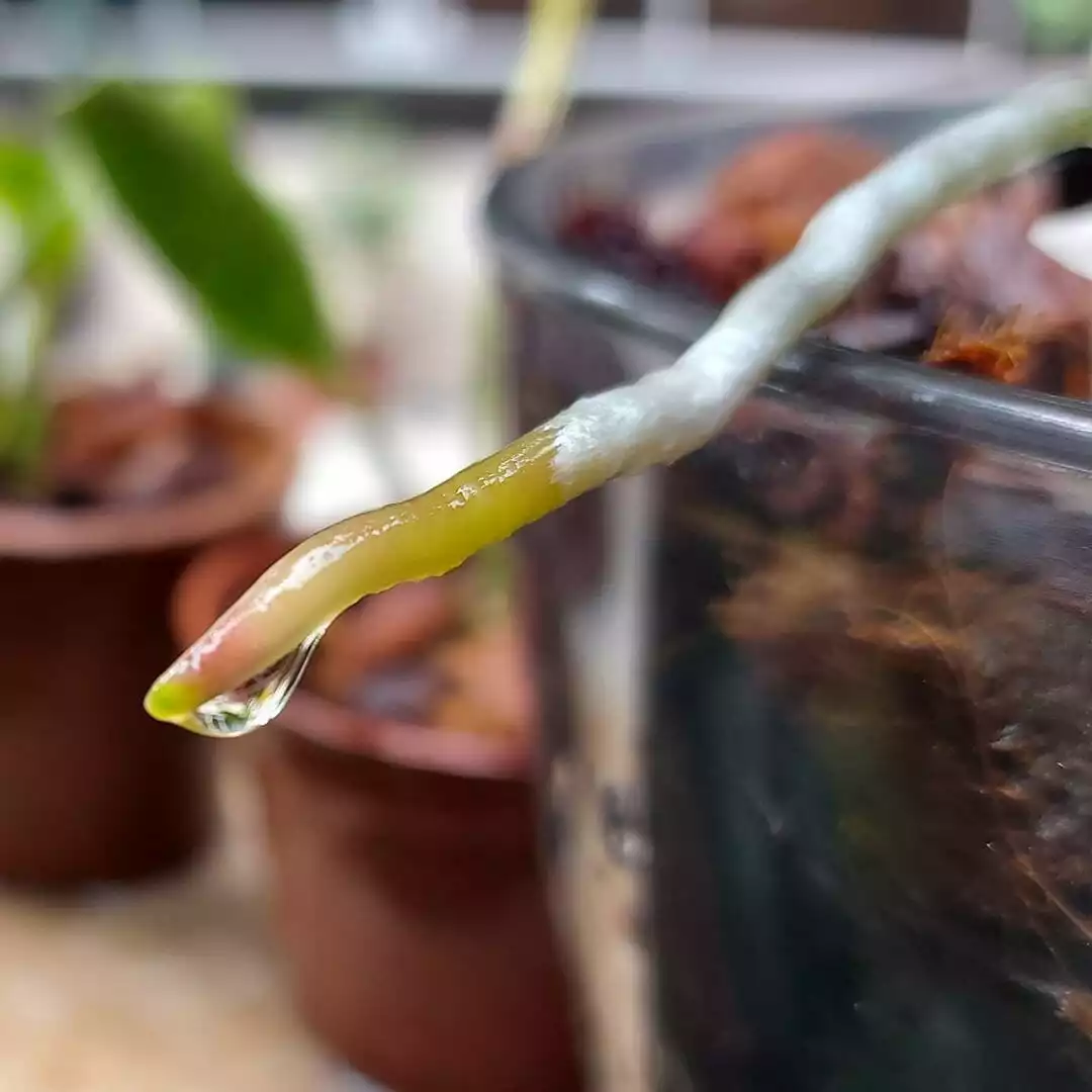 Orchidee Luftwurzeln
