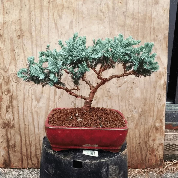 bonsai drahten