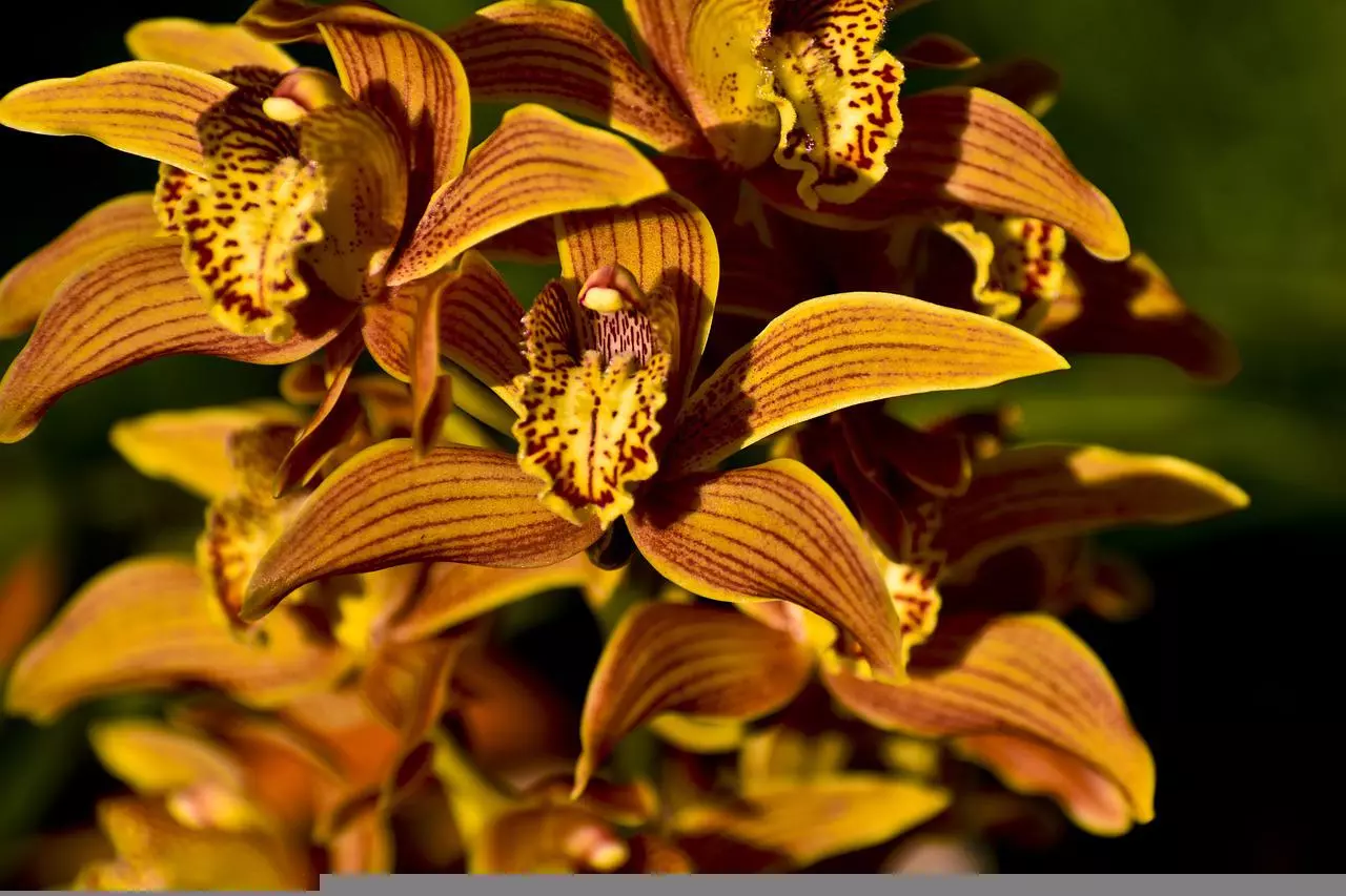 Orchidee gelbe Blätter