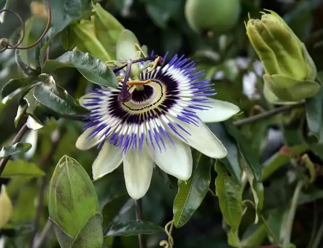 Passionsblume Blüten und Früchte