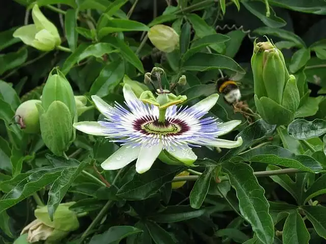Passionsblume Blüte und Knospen
