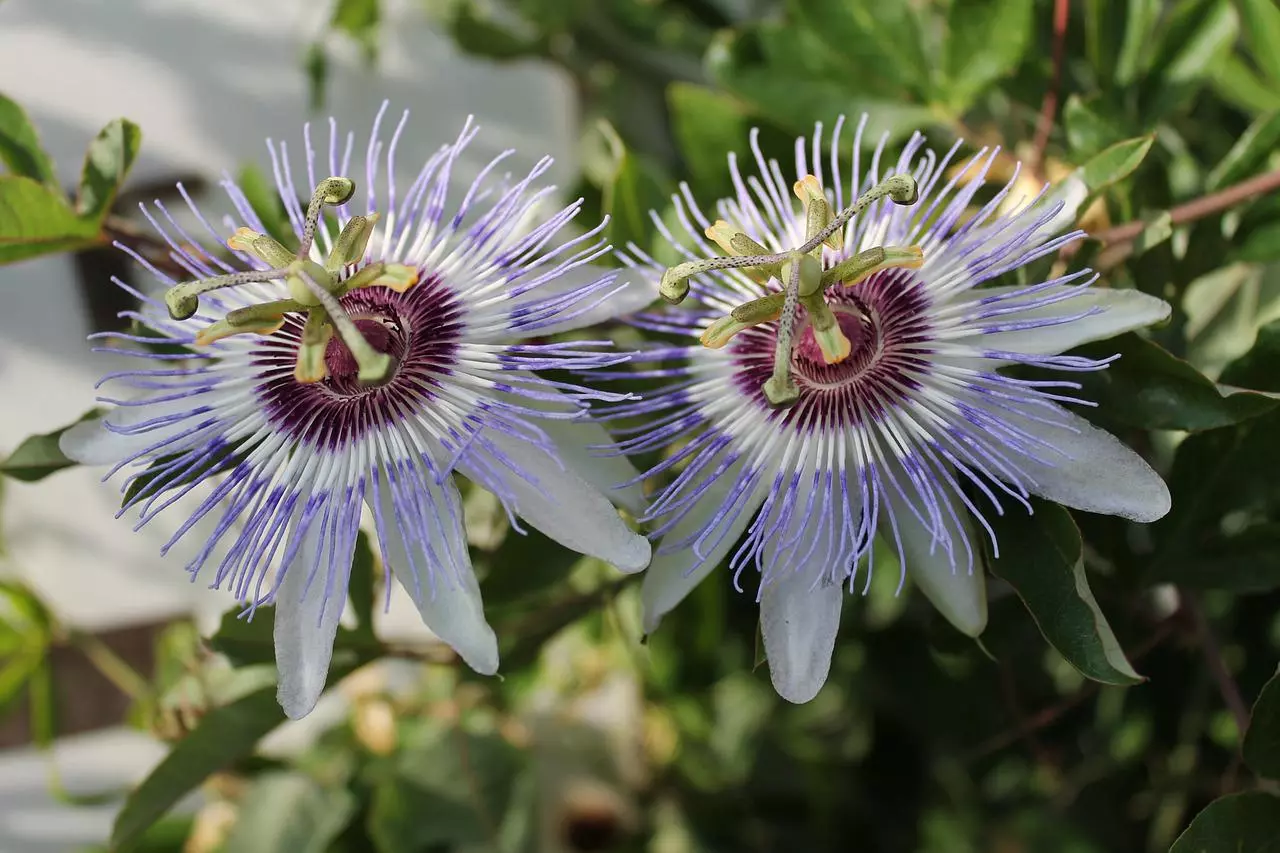 Passionsblume schneiden