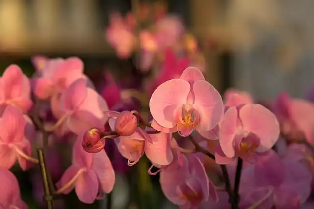 Orchidee Knospe und Blüten im Abendlicht