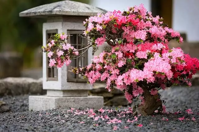 Azaleen Bonsai Freiland