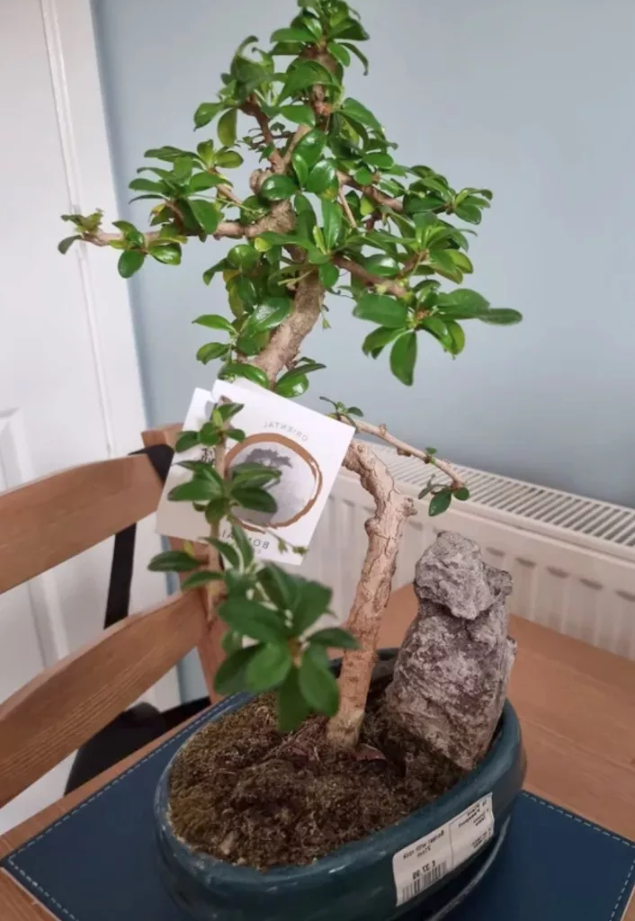Fukientee Bonsai