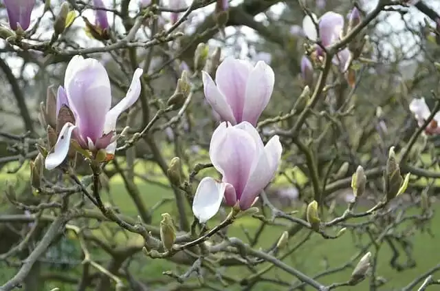 Magnolie düngen