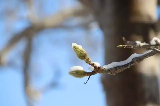 Magnolie im Schnee