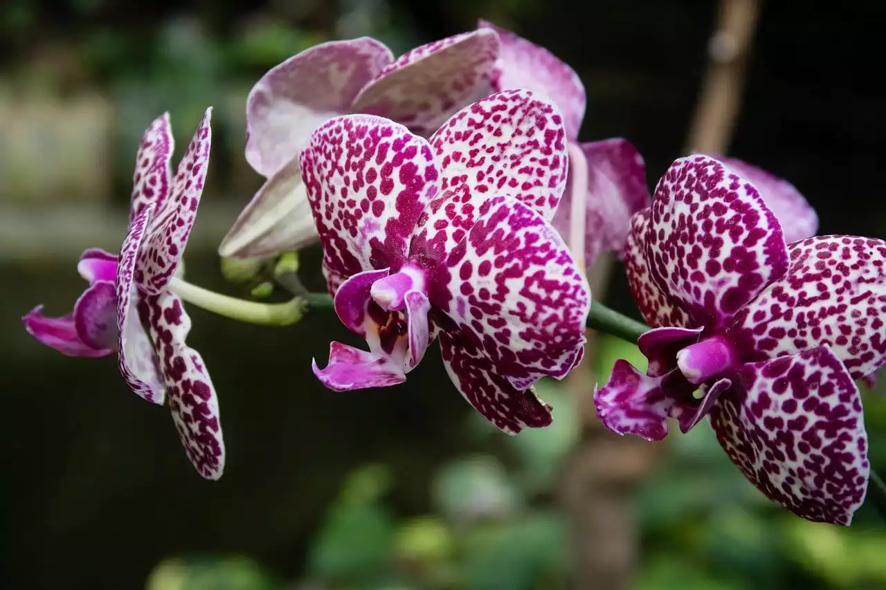 orchideen retten