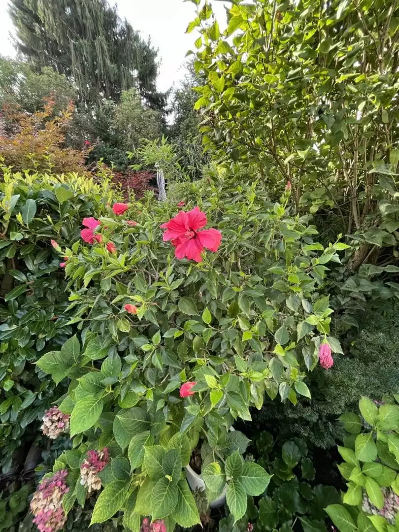 hibiskus-duengen