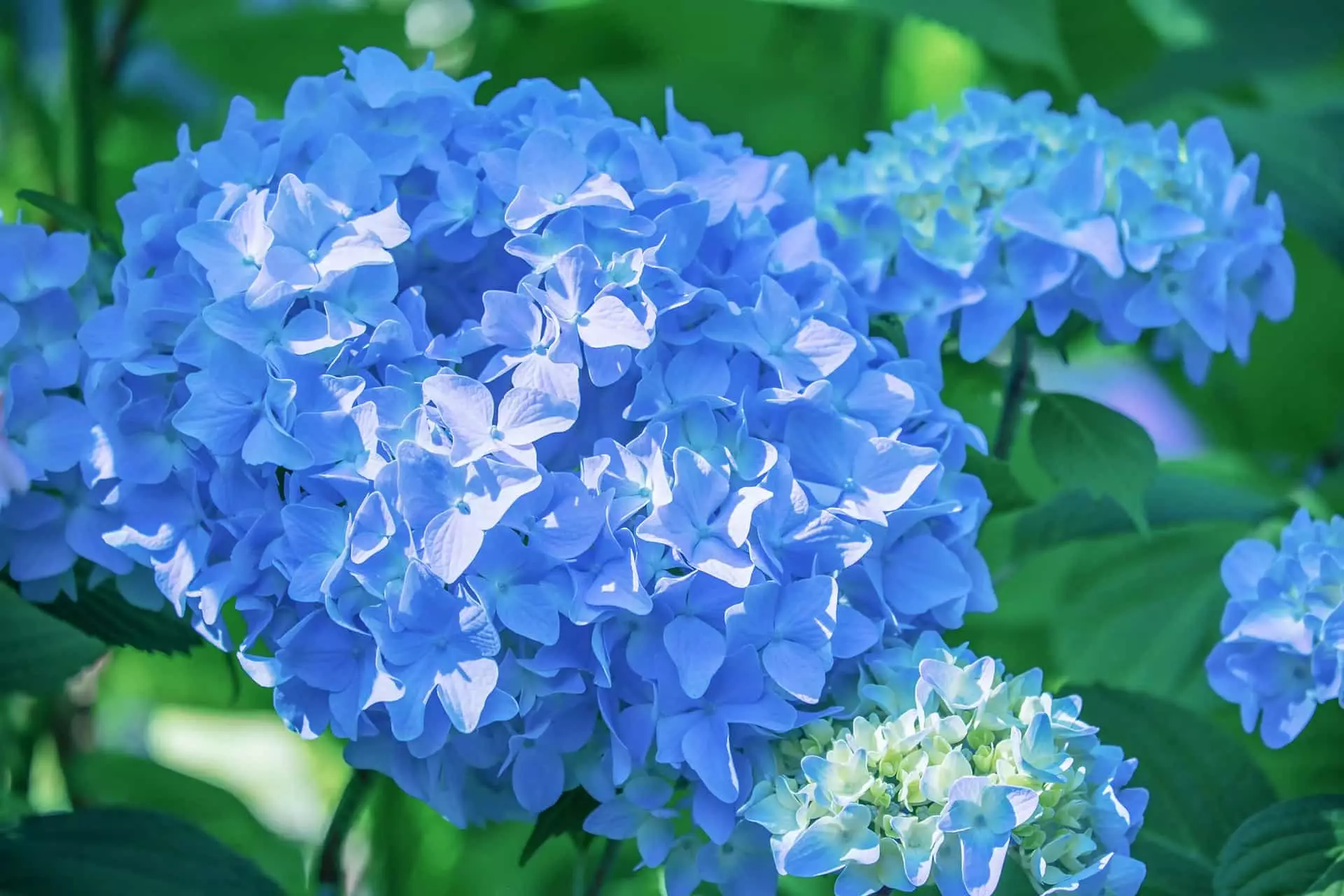 hortensie-giessen