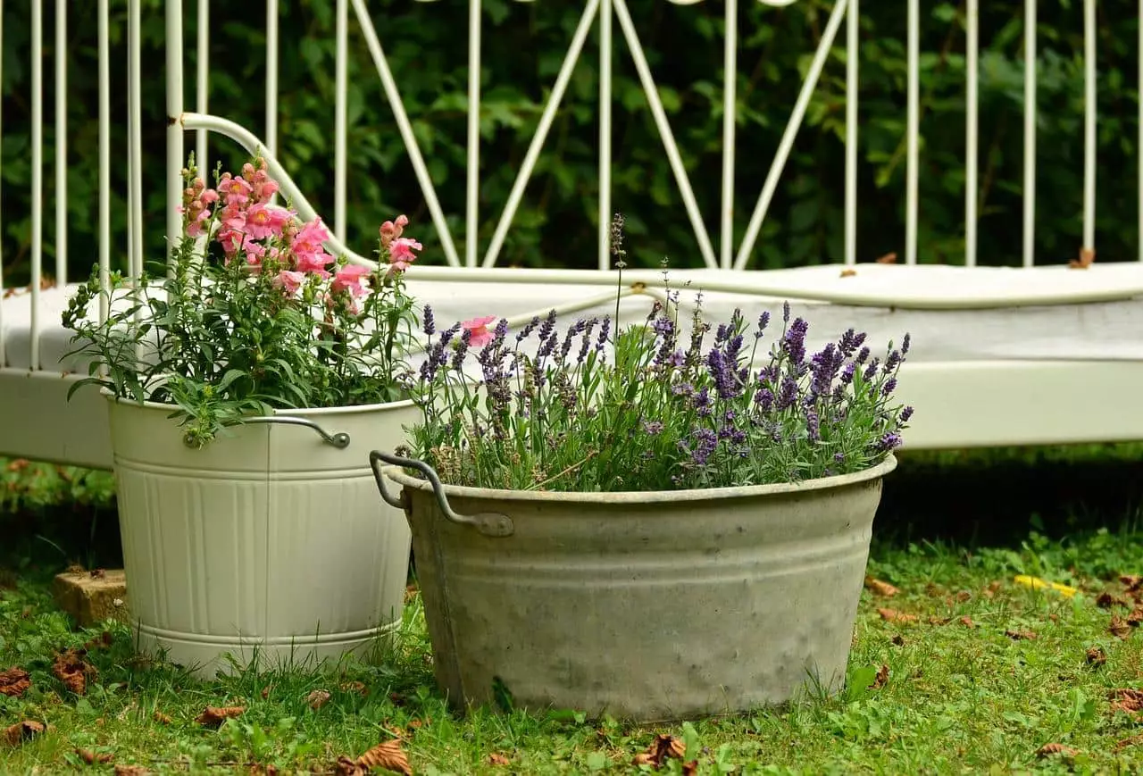 lavendel im topf