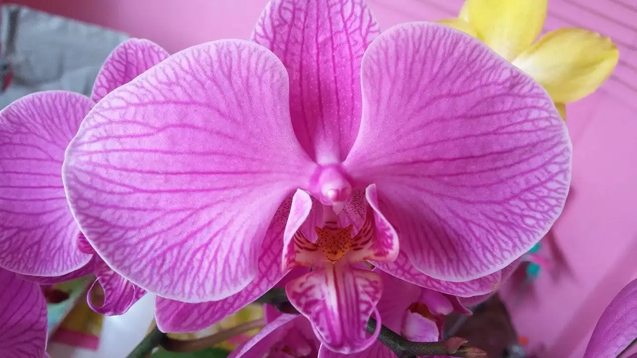 Orchideen Schädlinge