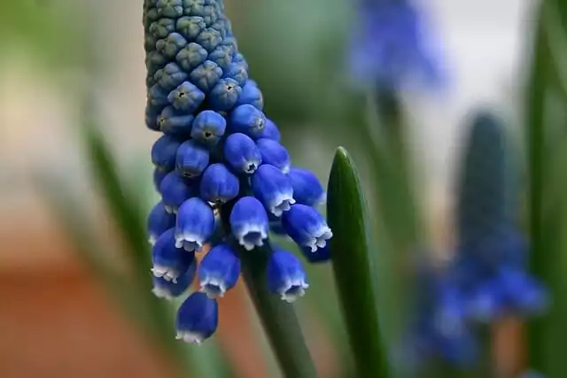 Traubenhyazinthe Blüte