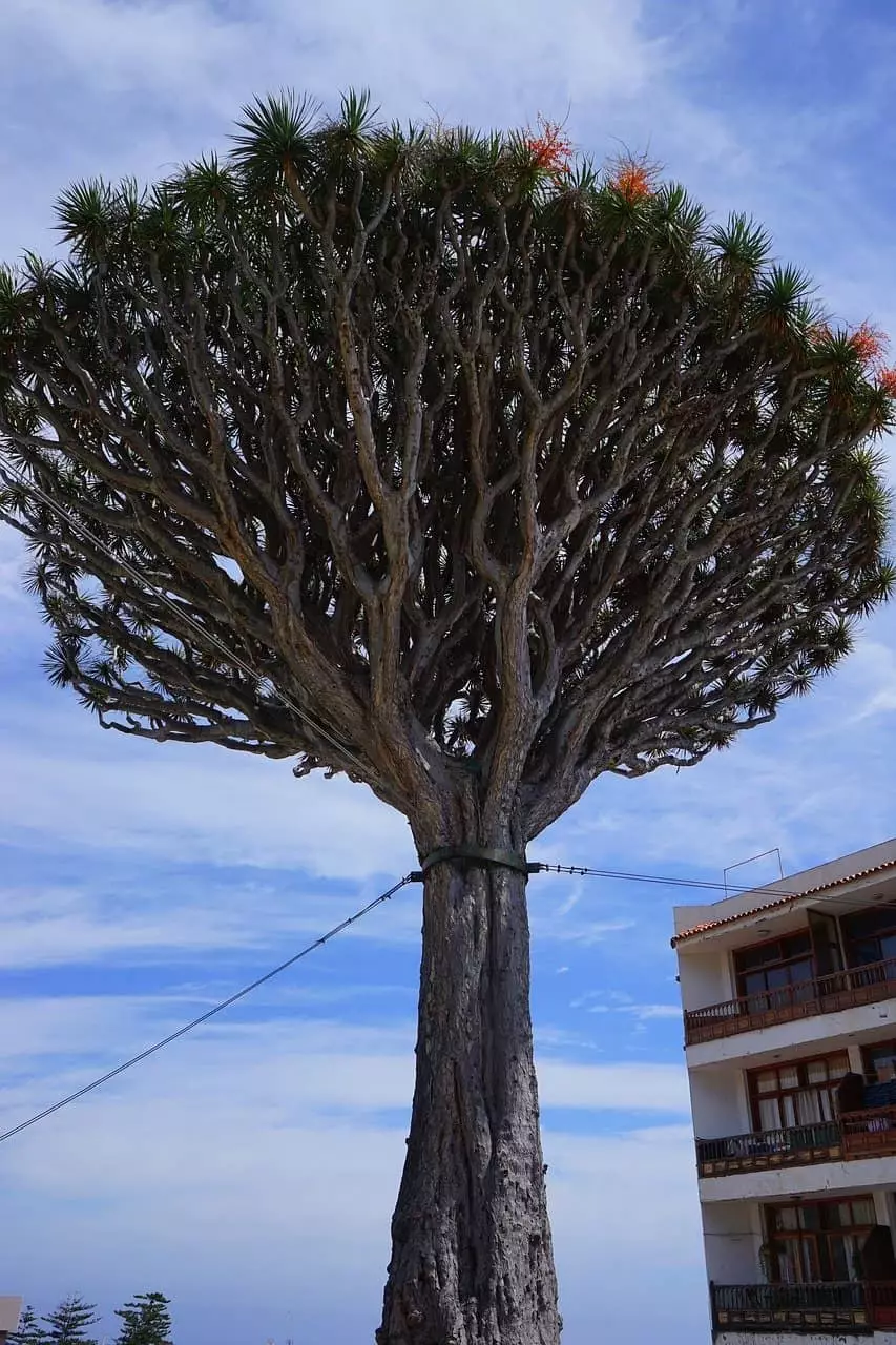 Kanarischer Drachenbaum