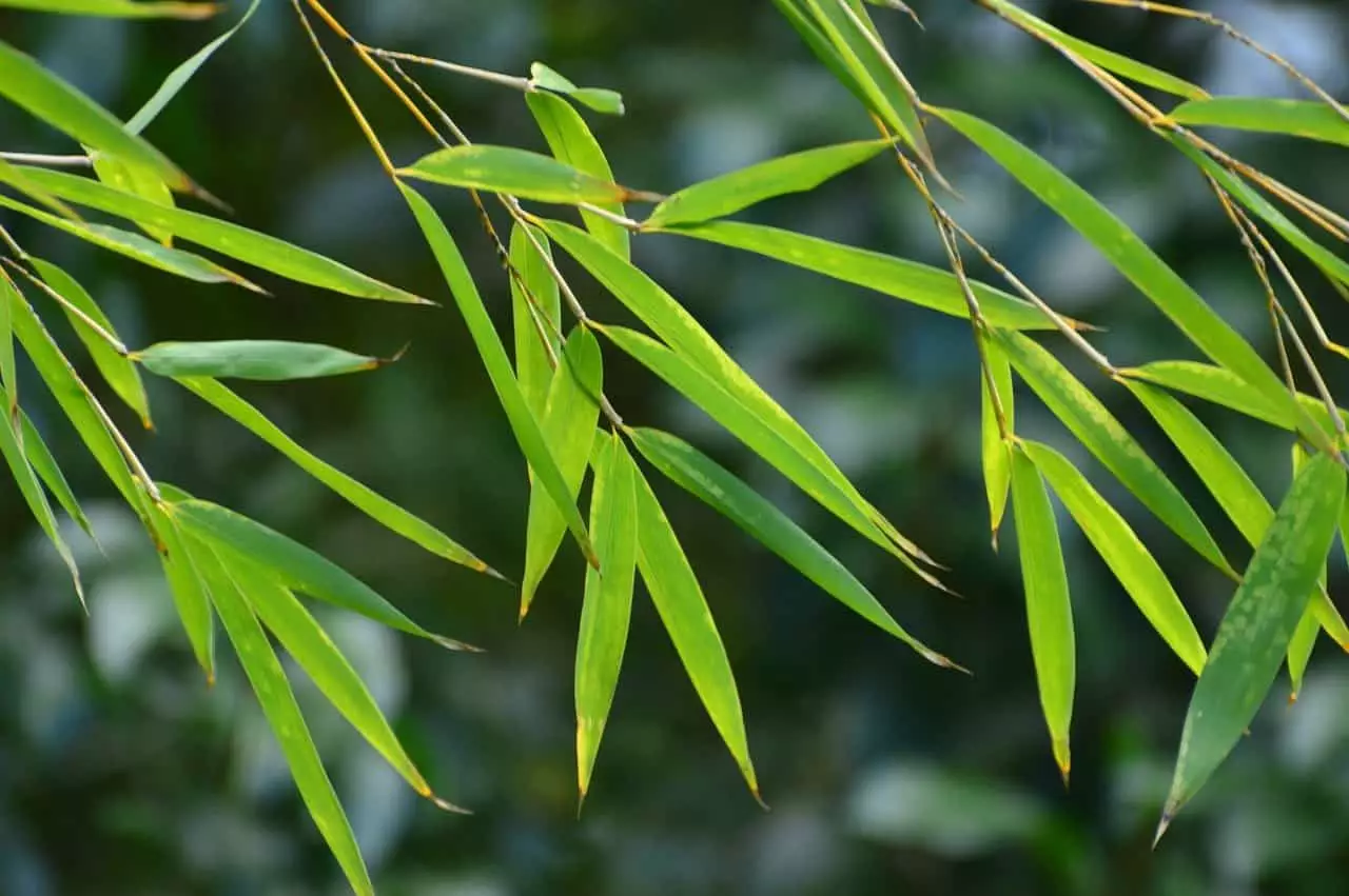 bambus blattlaeuse