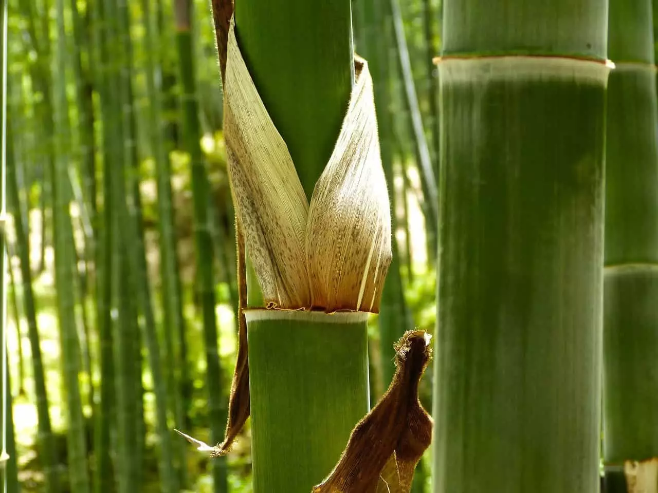 bambus teilen