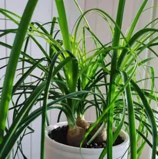 Elefantenfuß düngen