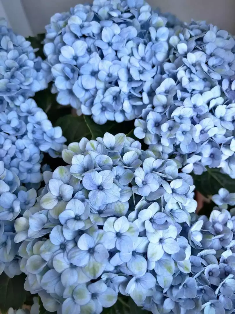 Hortensien und Rosen zusammen pflanzen Pflanzenschule