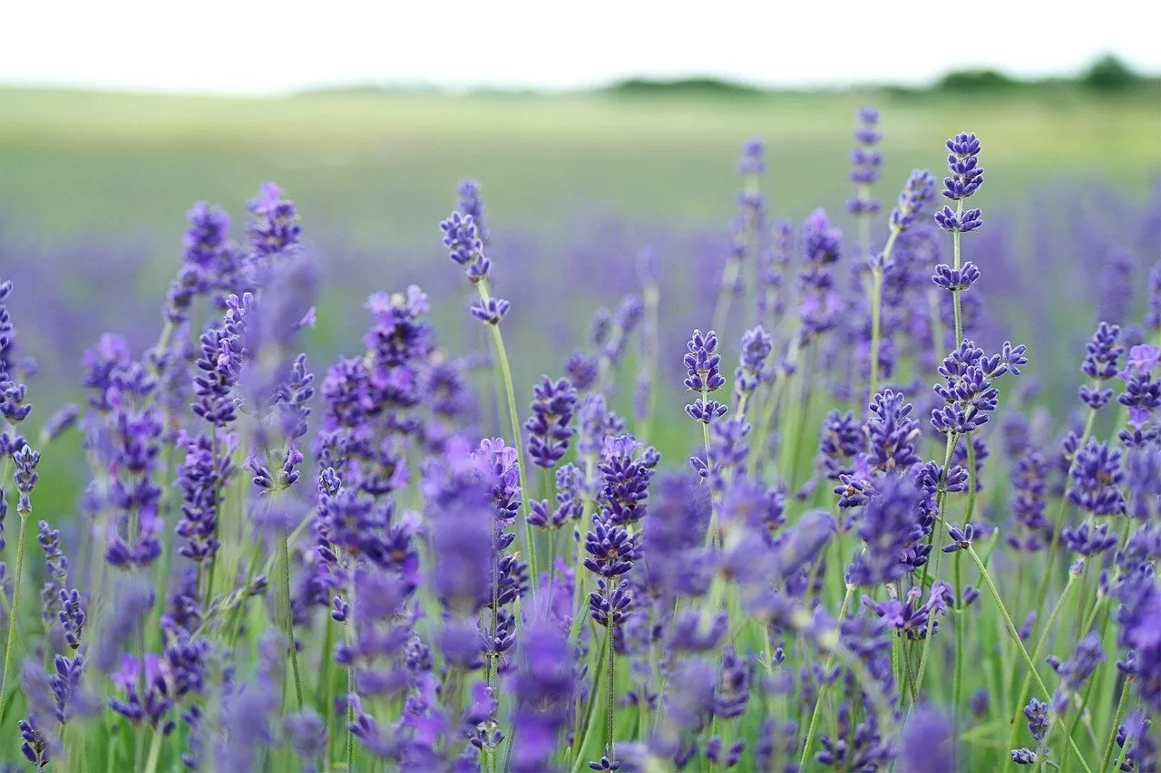 Lavendel Düngen