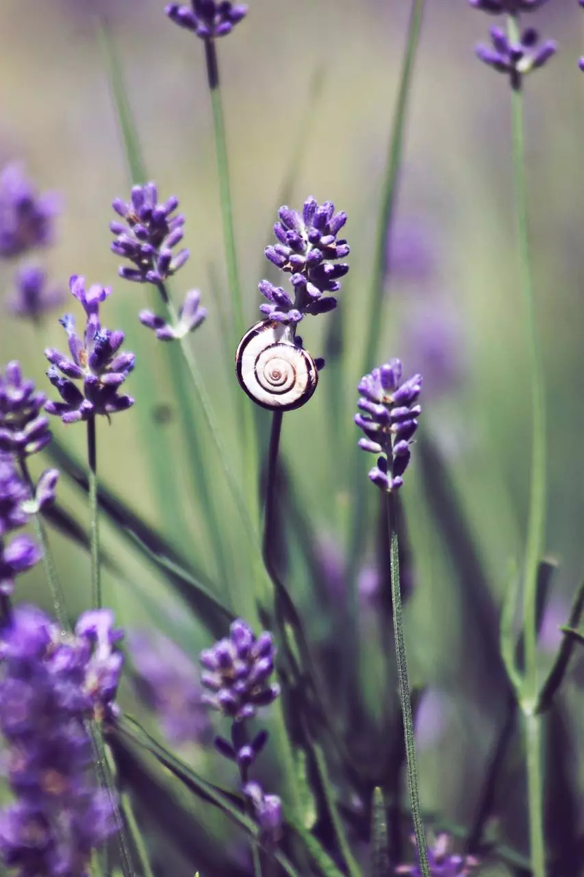 Lavendel gegen Schnecken
