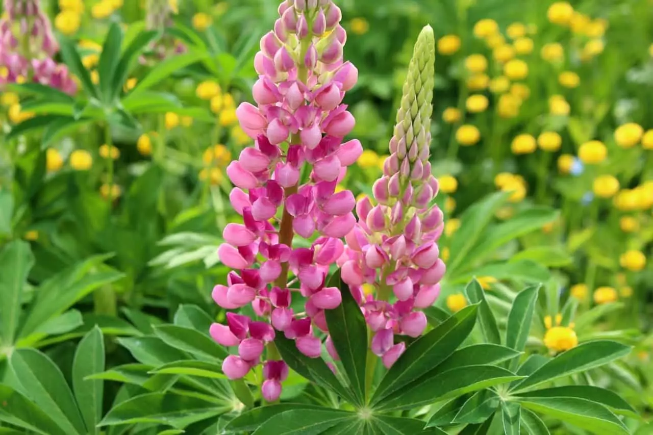 Wie du deine Lupine schneidest Tipps & Tricks Pflanzenschule