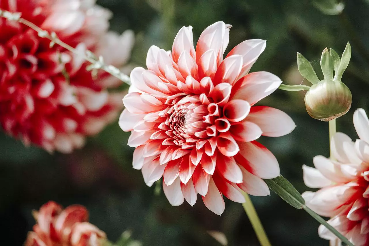 Dahlien winterhart