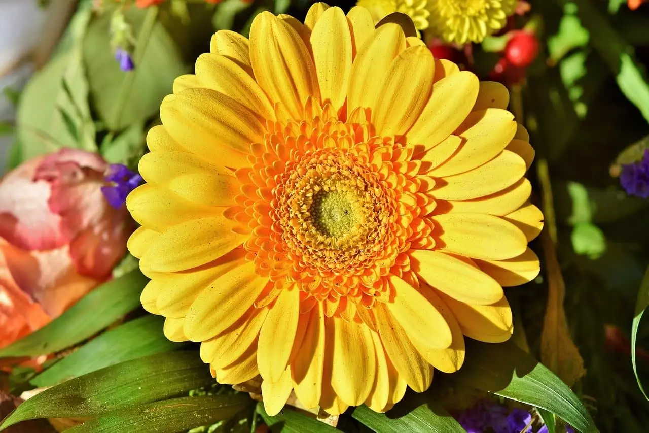 gerbera giftig
