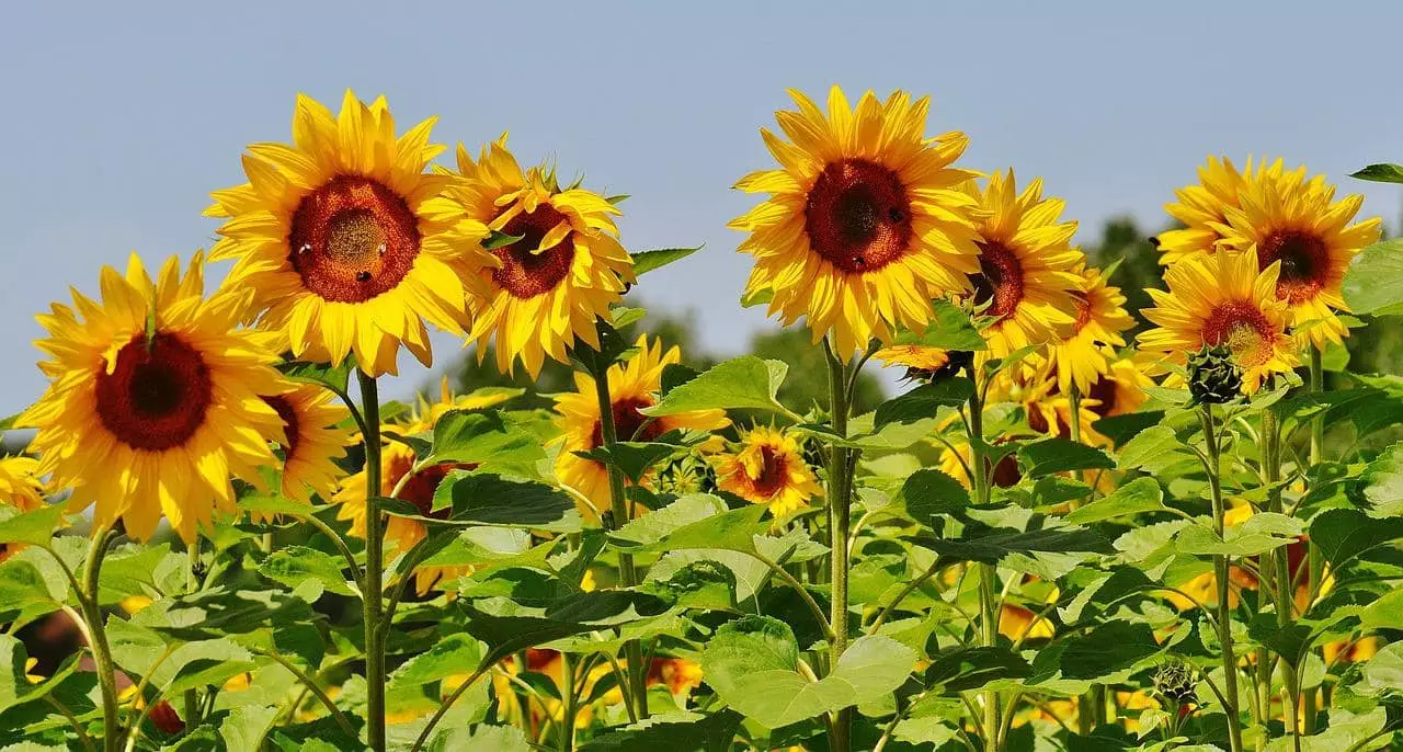 Sonnenblume Größe