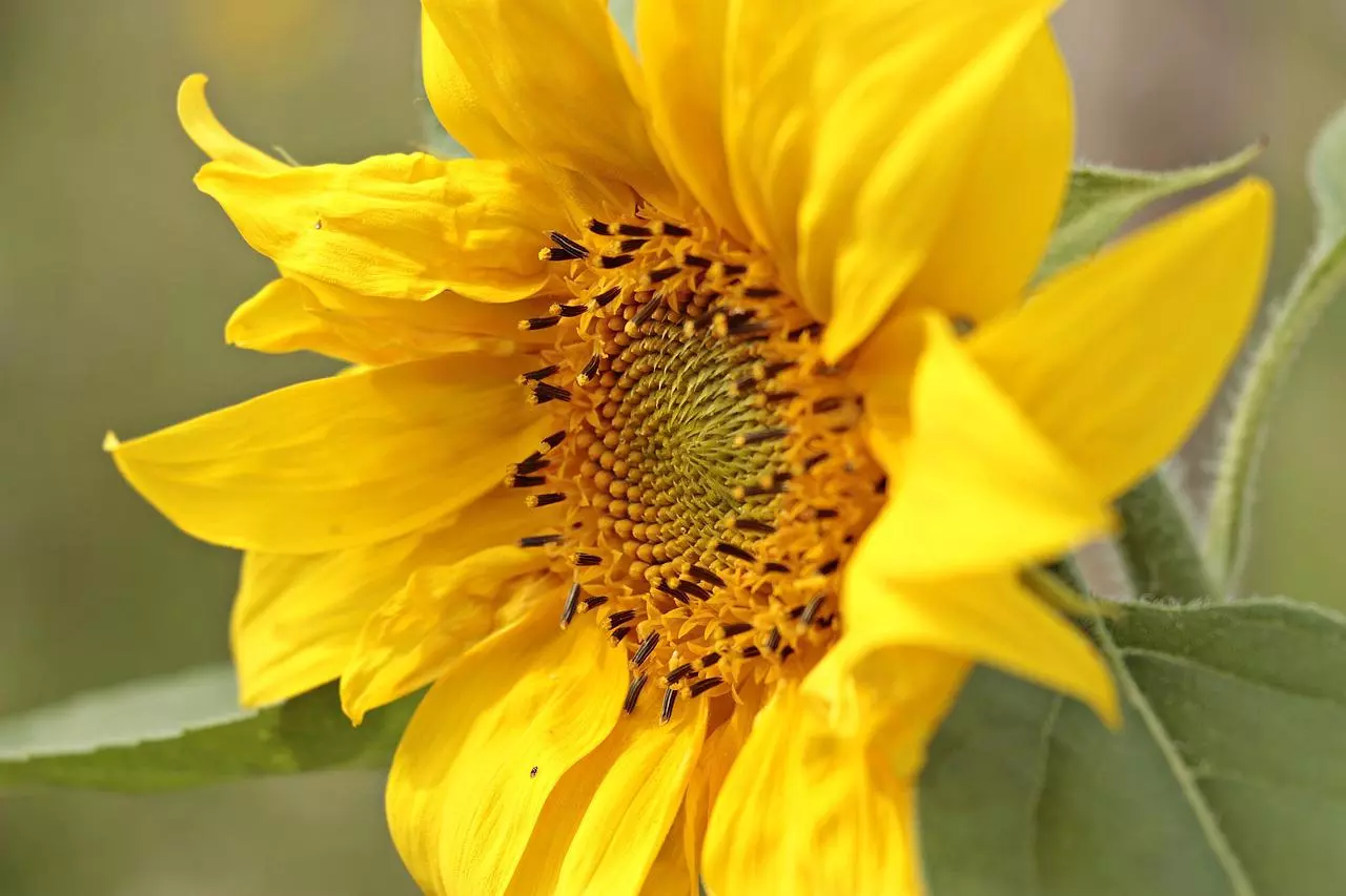 Kleine Sonnenblume