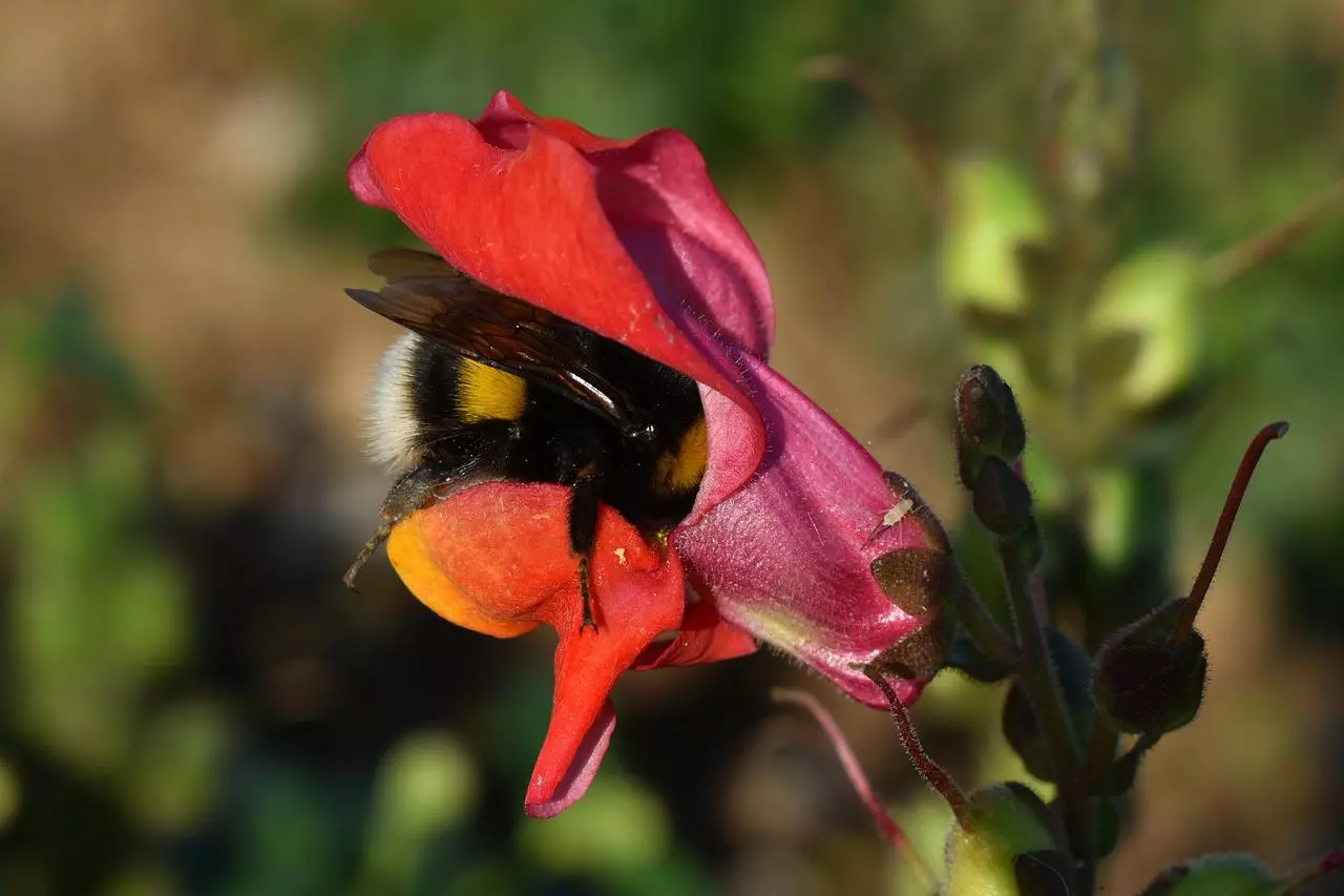 Löwenmäulchen Bienen