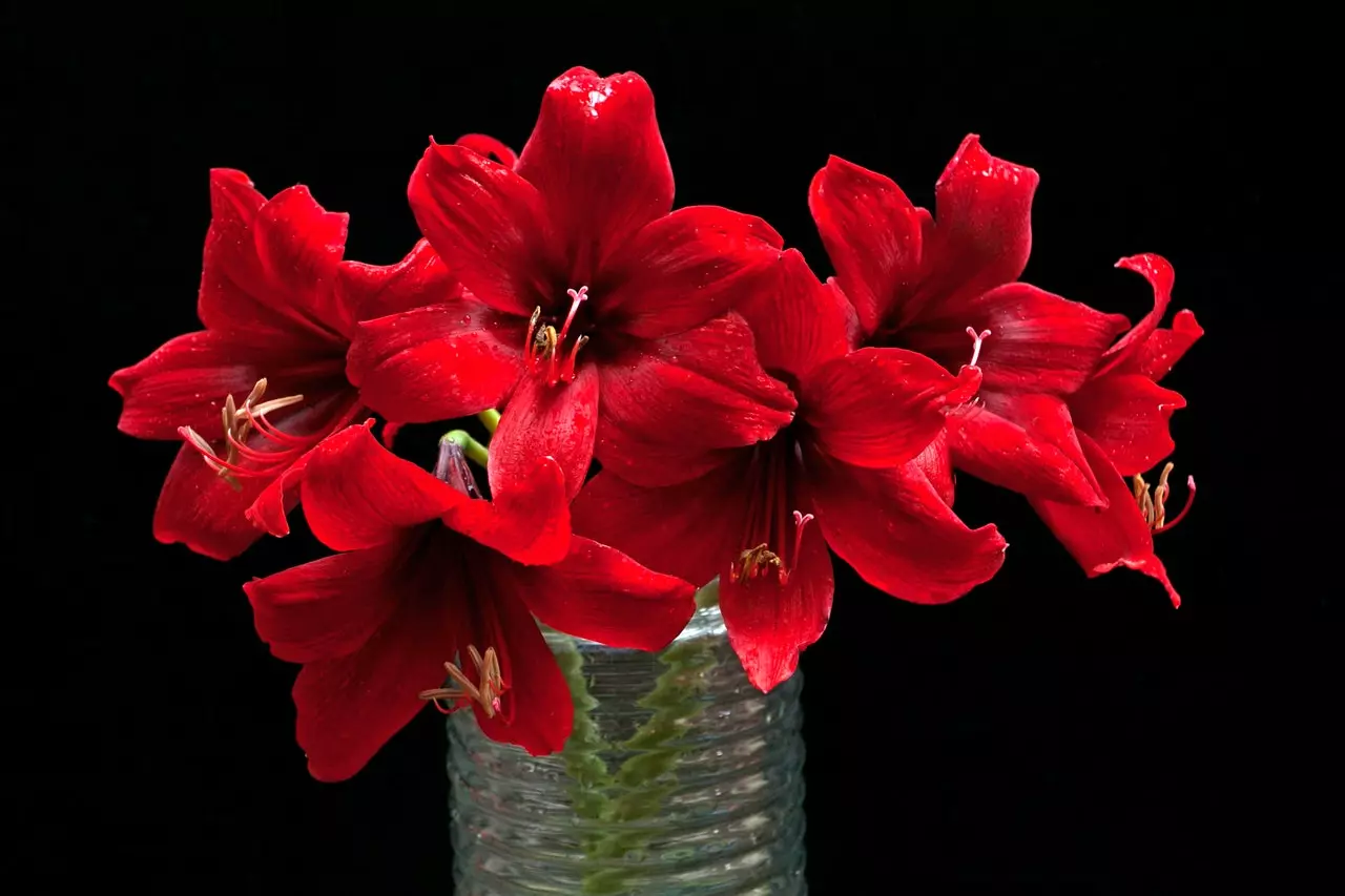 amaryllis giftig