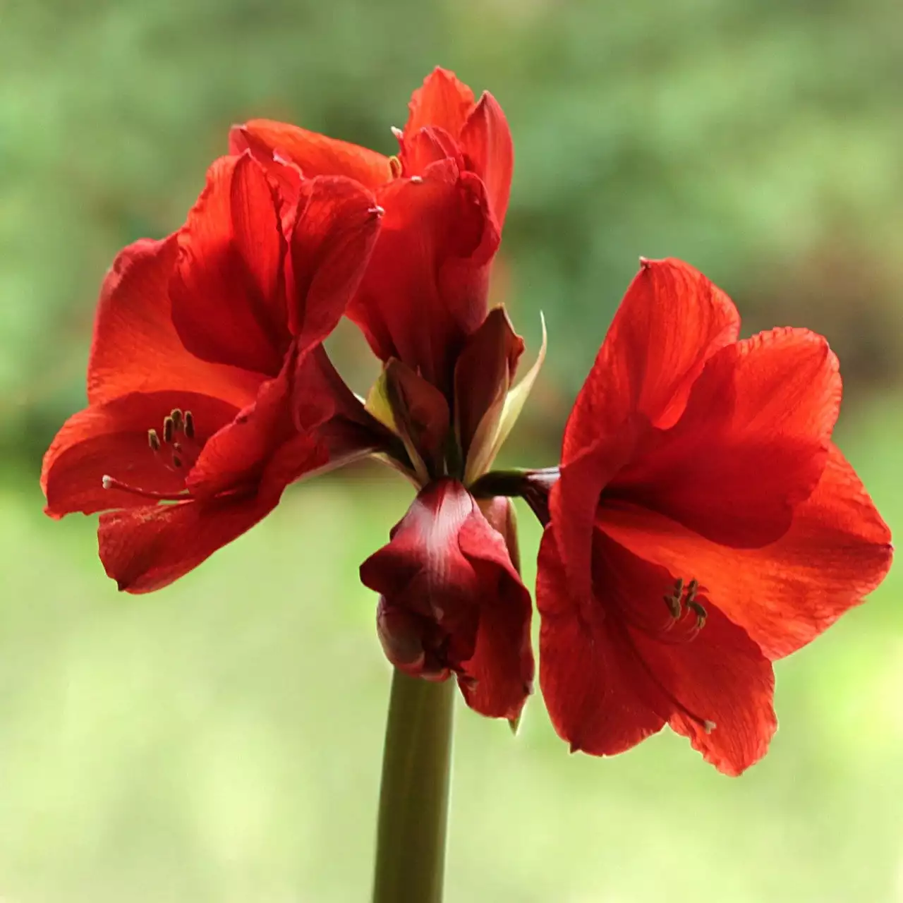 Amaryllis