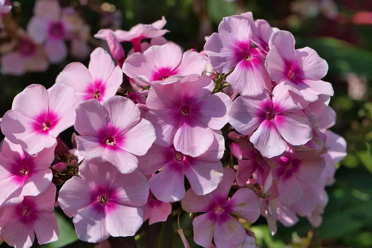 Die Blütezeit des Phlox wann blüht die Pflanze?