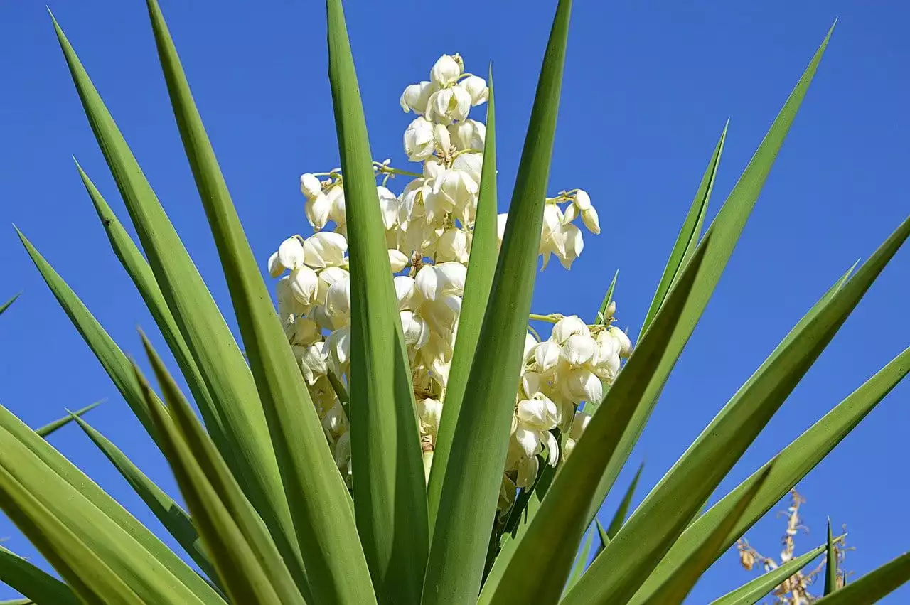 Yucca Palme Arten