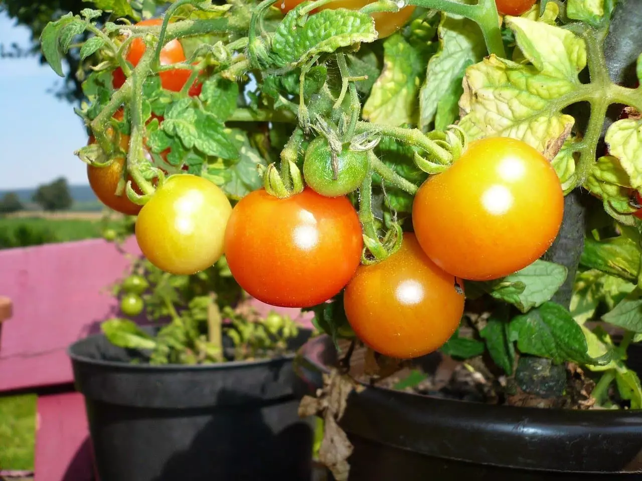 Tomaten im Topf pflanzen