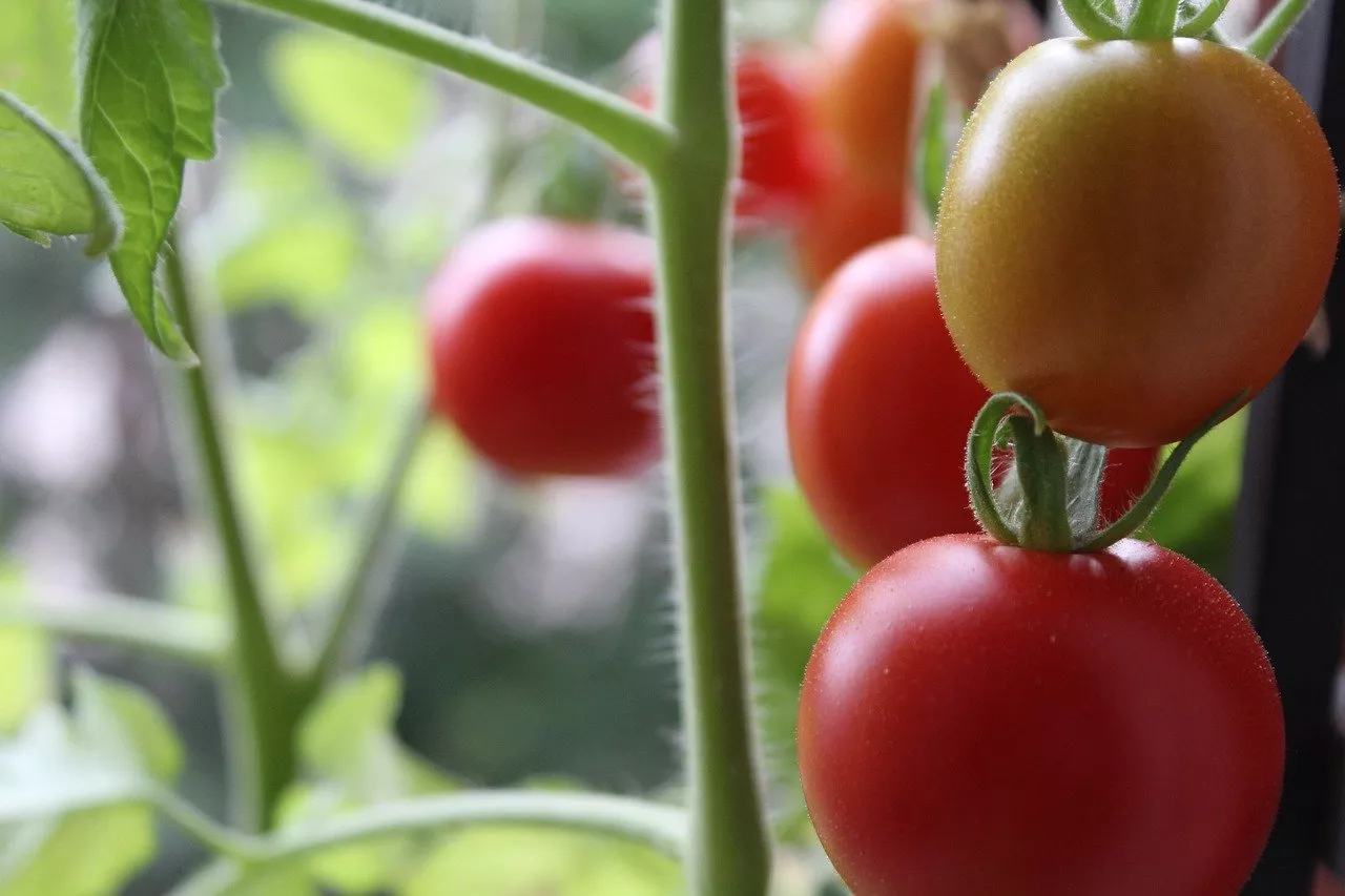 Balkontomaten pflegen