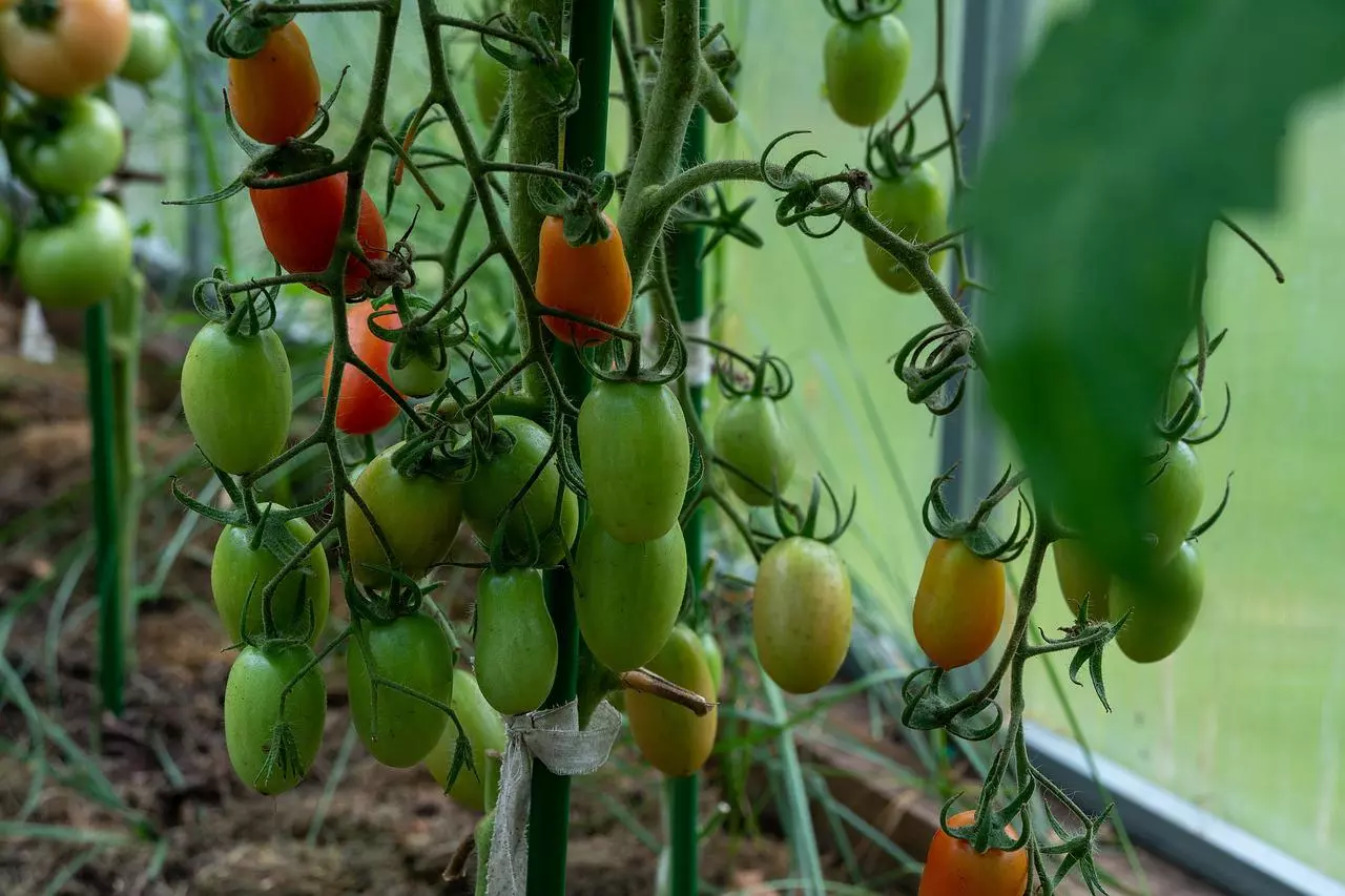welche erde für tomaten