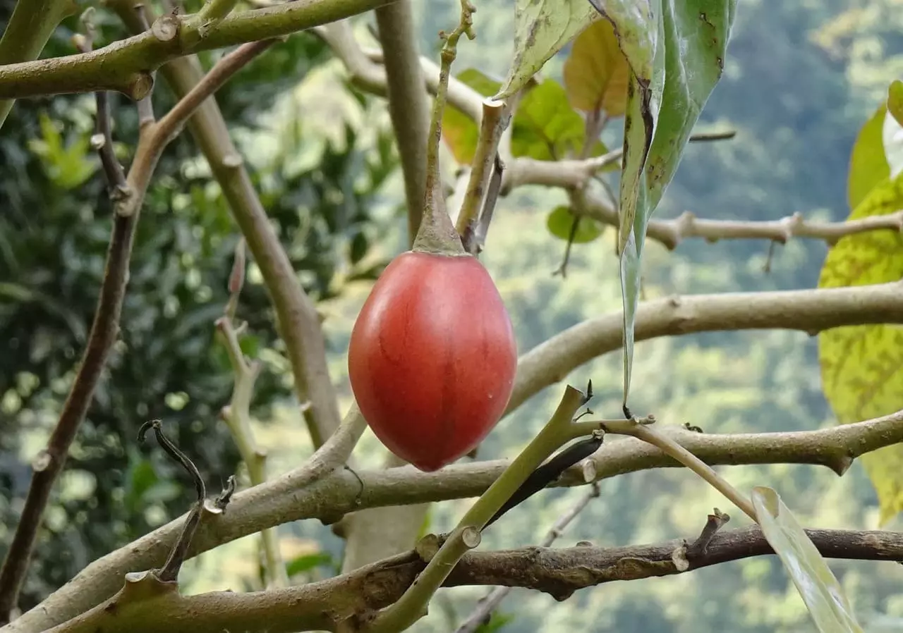 Tomatenbaum