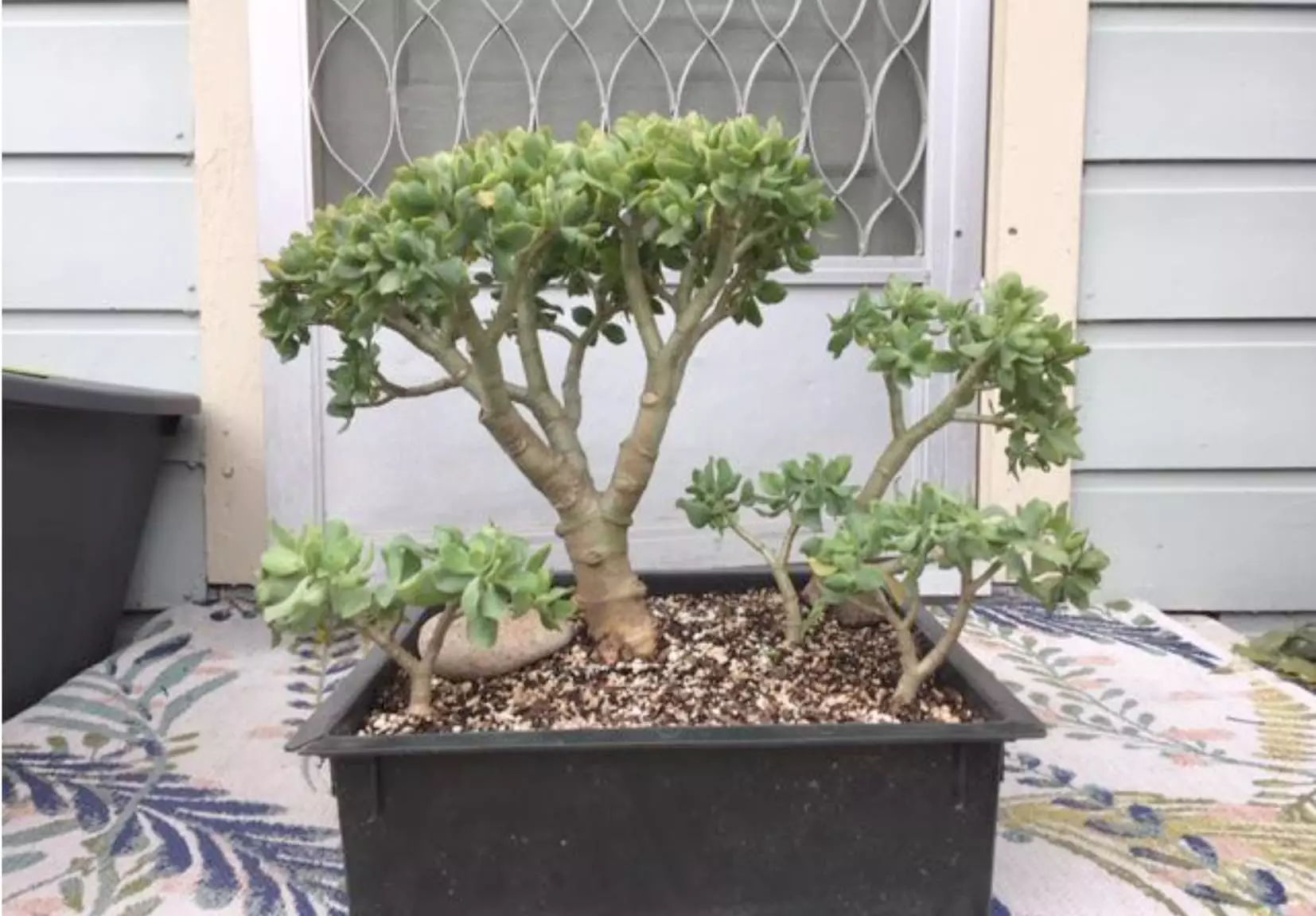 Geldbaum bonsai