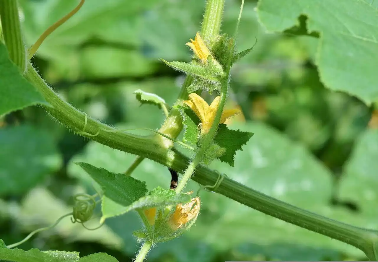 Tomaten bestaeuben
