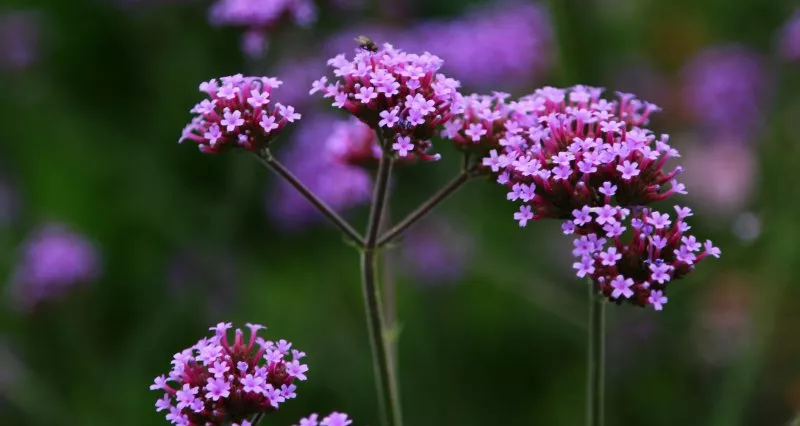 Patagonisches Eisenkraut