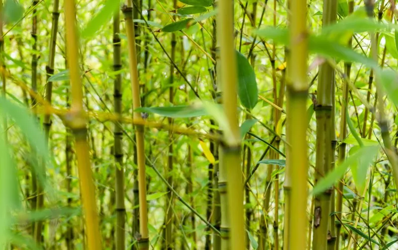 Fargesia-Bambus