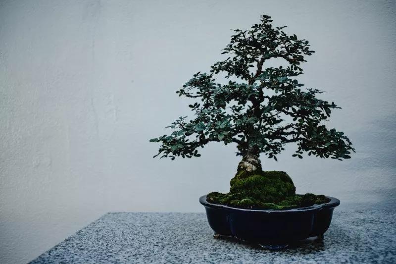 Fukientee Bonsai