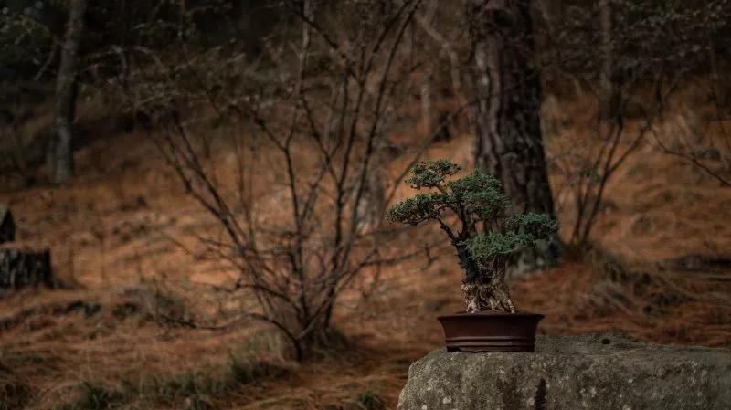 Fukientee Bonsai