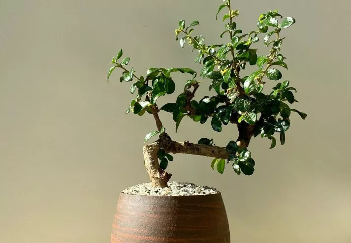 Zelkove-Bonsai