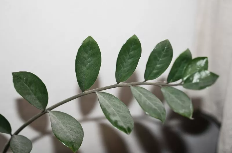 Glücksfeder (Zamioculcas) pflegen, gießen und düngen
