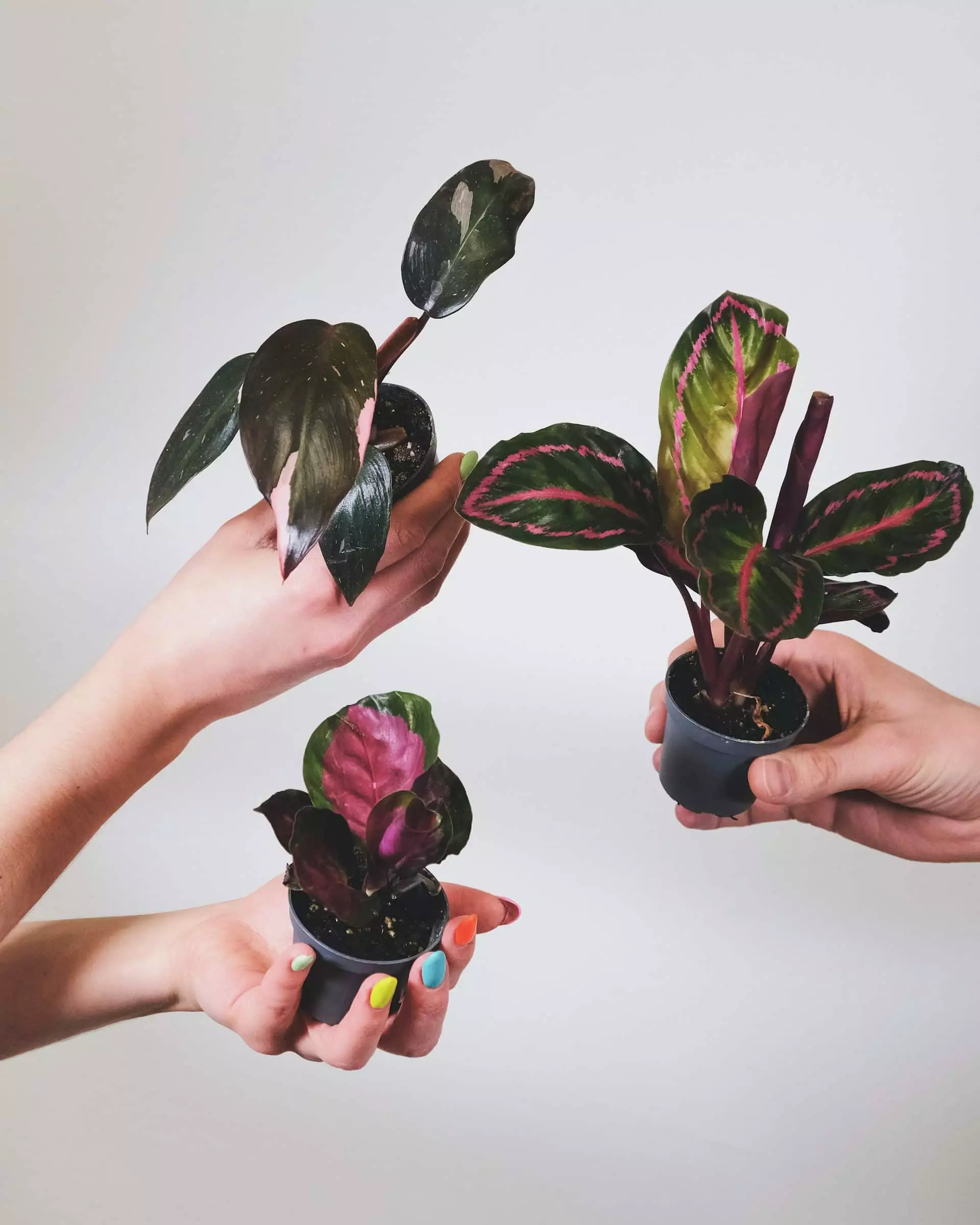 Calathea vermehren