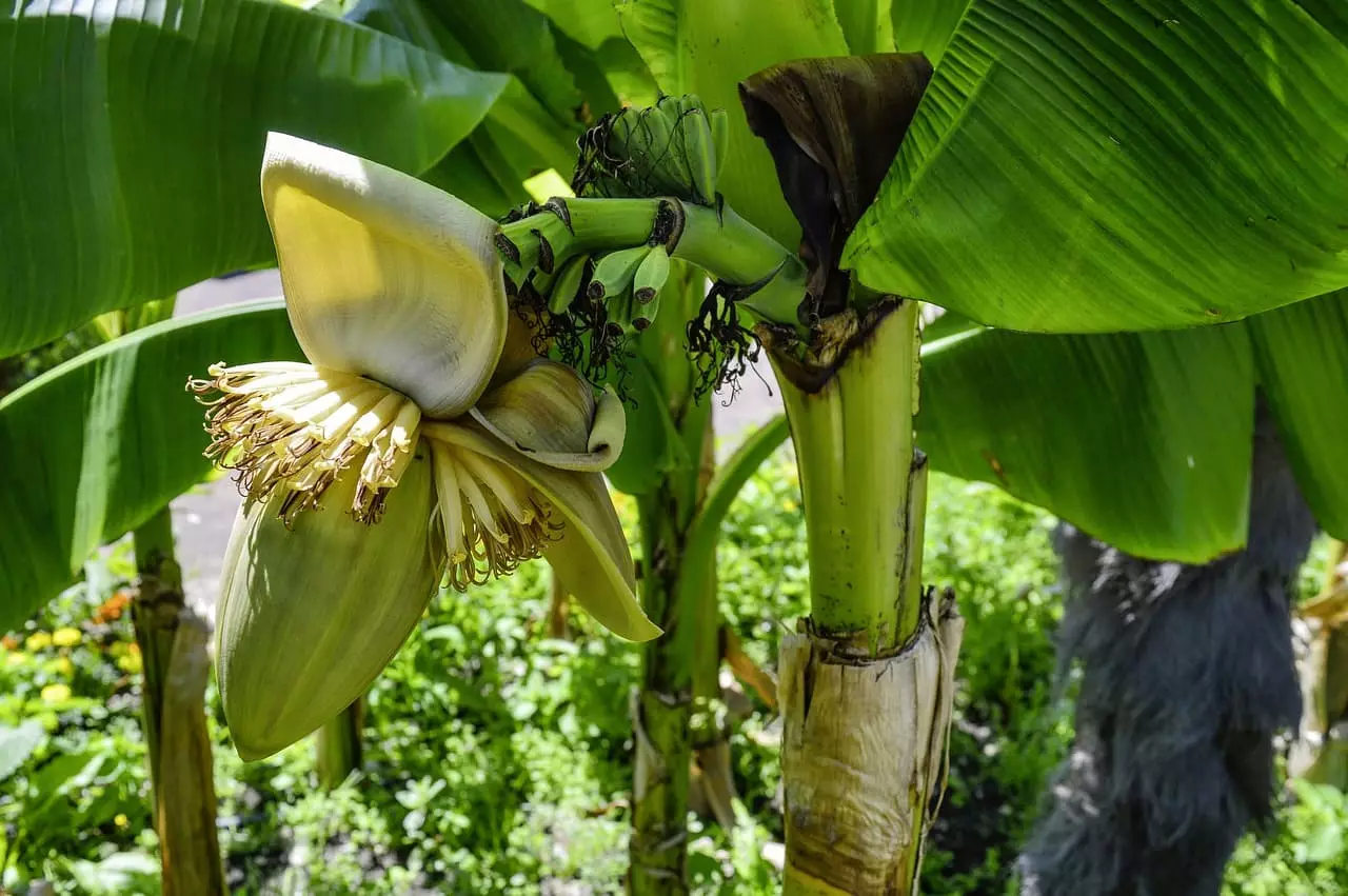wo wachsen Bananen